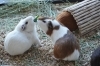 モルモット感謝の日「【梅雨明けは静岡市の動物園へお出かけ♪】日本平動物園2025年７月のイベント情報（2025年７年６日更新）」