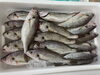「本日入荷致しました。[岩牡蠣は７月から販売致します。]」