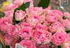 「個性的な南アフリカ花「プロテア」入荷してます！」