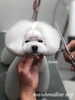 「秋のオプションキャンペーン　（＾ν＾）」