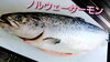 「○本日のお刺身○【島根県産 天然ブリ】【ノルウェーサーモン】」
