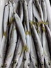「📣本日のお魚情報🐟」