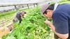 「【施設外就労】ビニールハウスで育てる空芯菜！草取りや切り戻し作業に励んでいます🌱✨」