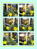 🌼ユリオプスデージー🌼「🌷今日のお客様🌷」