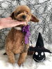 ココくん／プードル「Happy Halloween (^-^)」