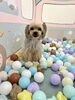 ふむくん「ましゅまろ幼稚園🐾」