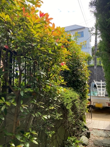 剪定前「玄関前を綺麗に剪定❗️横浜市磯子区、金沢区、植木、造園のご相談は庭一。」