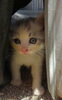 「再び・・・子猫いりませんか？！」