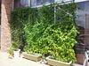 「ﾊﾞｸﾞｰｽﾆｭｰｽ(お盆休みのお知らせ)」