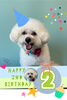「Dog salon mofu mofu　余市町」
