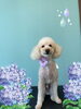 「Dog salon mofu mofu　余市町」