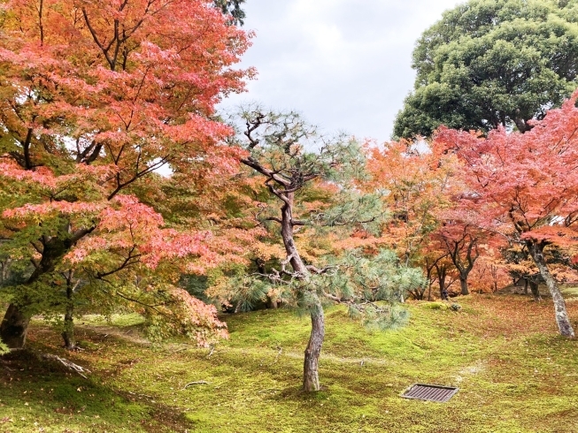 京都の東福寺の紅葉です「まぼろしのどら焼き！」
