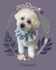 「Dog salon mofu mofu　余市町」