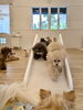 楽しいね〜「ましゅまろ幼稚園🐾」