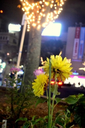 イルミネを見守る一輪の花も凛として綺麗です。