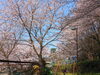 「【西条市小松町大頭】石根ふれあい公園の桜が満開！」