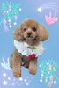 「Dog salon mofu mofu　余市町」