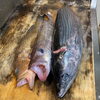 「魚沼市の和食料理店　旬食や　香秀(かしゅう)です　ハガツオはいりました！」