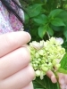 赤ちゃんカタツムリ。「太閤山ランド。紫陽花まつりに感動!(*^^*)」