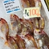「魚魚市場鮮魚コーナーおすすめは「レンコ鯛・イカ・イサキ」です♪」