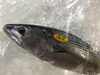 「魚魚市場鮮魚コーナーおすすめは「しらす・ウメイロ」です」