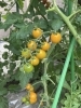黄色いプチトマト🍅「リトルビーンズ農園」