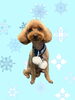「Dog salon mofu mofu　余市町」