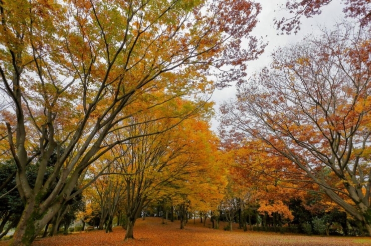 紅葉が映える広場