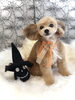 コロンくん／ミックス「Happy Halloween ^o^」
