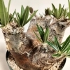 大きめイノピナツム！ 塊根植物 珍奇植物 高さ25センチ 横8センチ 