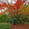 【No.363】新宿の紅葉　2016 4