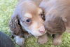 「ミニチュアダックス子犬情報」