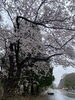 満開の桜　雨も風情が有りますね「桜と雨　千葉のアンティークショップ　アンティークDEN」
