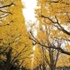 【No.364】新宿の紅葉　2016 5