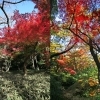 【No.365】新宿の紅葉　2016 6