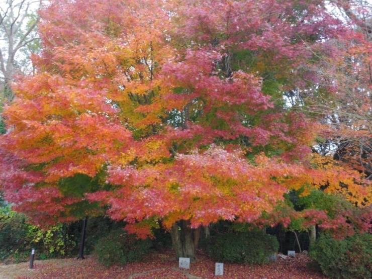 県木公園のモミジ