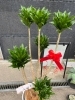 「開店・新築祝いに！心に残る観葉植物ギフトはいかがですか？」