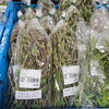 「地元産『山菜』多数入荷します！農産物直売所」