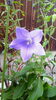 「桔梗の花が咲いています。」