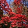 【No.366】新宿の紅葉　2016 7