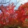 【No.368】新宿の紅葉　2016 9