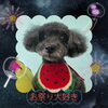 「Dog salon mofu mofu　余市町」