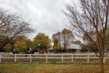 サクラ並木から隣りのクレイン伊奈 乗馬クラブが見える