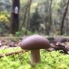 綾の林道で可愛いきのこ発見