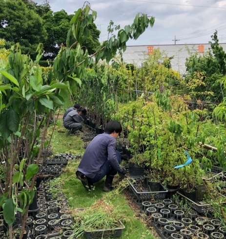 「圃場の様子のご紹介です」