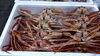 本ズワイガニ「カニ解禁　　【村上市最大の魚介類専門店　新鮮鮮魚　お土産ももりだくさん　岩船港の魚は美味しいよ】」