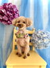 ララちゃん「わんこと紫陽花」