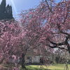 ■桜特集■【大分市・平成森林公園】