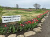 「今が見頃！柴又チューリップが綺麗に咲いてます！柴又の江戸川河川敷※2024年4月5日（金）撮影」