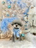 ココちゃん「2025 Merry Xmas🎄」